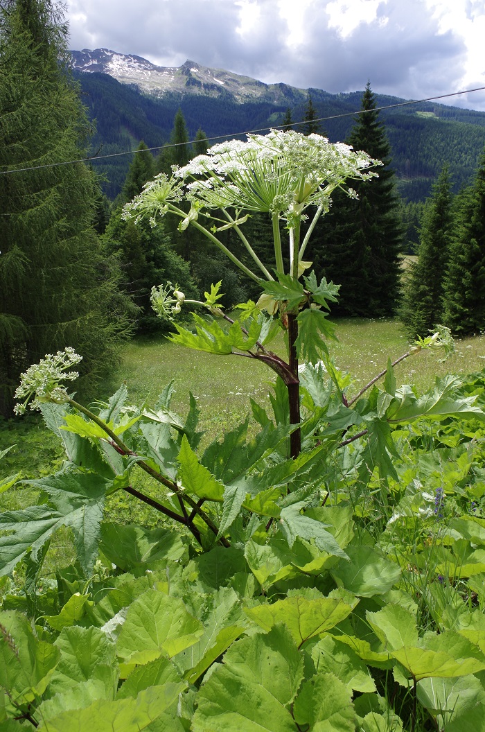immagine della pianta panace di Mantegazza